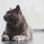 The Secret Whisker Code: Decoding Cats' Food and Water Preference