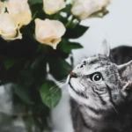 The Tabby Cat Weight Dilemma: How Much is Too Much?