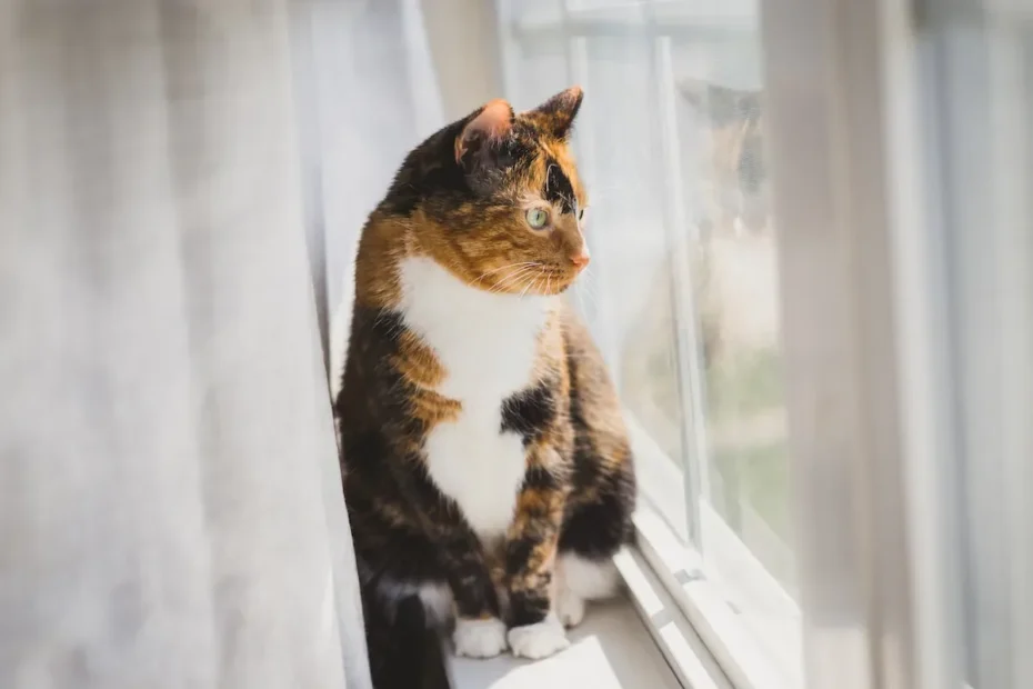The Tail Connection: Unraveling the Mystery of Cats' Touch with Their Tails