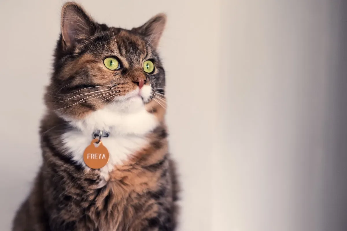 The Temptations Effect: Unveiling The Power Of Treats In Cat Training