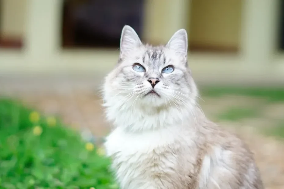 The Tilted Tales: Decoding the Quirky Head Tilting of Cats