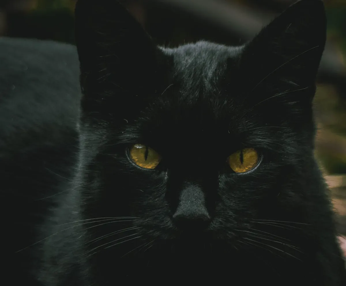 The Timeless Bond: Exploring Cats' Connection To Time And Human Companionship