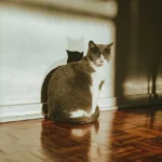 The Wet Food Dilemma: Debunking Myths and Unleashing Feline Health