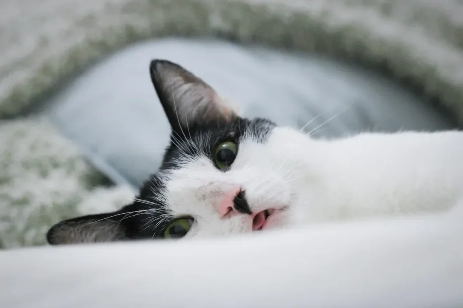 The Whisker-licking Mystery: Why Cats Groom Themselves After Your Kiss