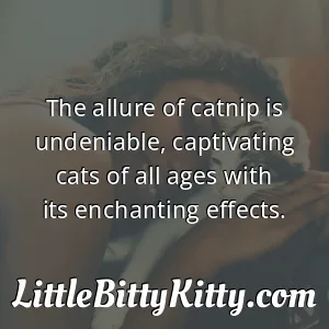 The allure of catnip is undeniable, captivating cats of all ages with its enchanting effects.