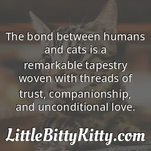 The bond between humans and cats is a remarkable tapestry woven with threads of trust, companionship, and unconditional love.