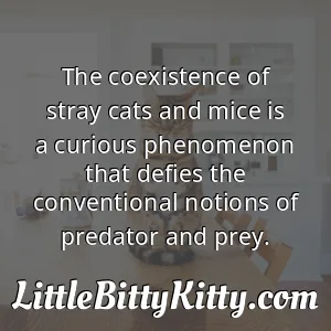 The coexistence of stray cats and mice is a curious phenomenon that defies the conventional notions of predator and prey.