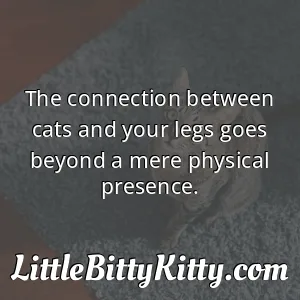 The connection between cats and your legs goes beyond a mere physical presence.