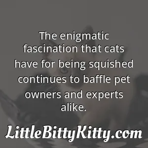 The enigmatic fascination that cats have for being squished continues to baffle pet owners and experts alike.
