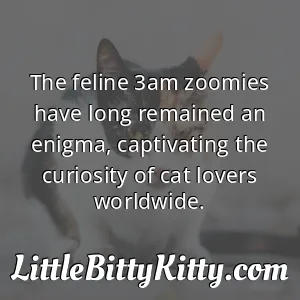 The feline 3am zoomies have long remained an enigma, captivating the curiosity of cat lovers worldwide.