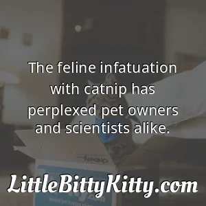The feline infatuation with catnip has perplexed pet owners and scientists alike.