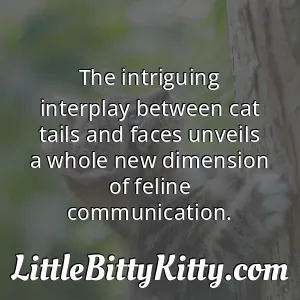 The intriguing interplay between cat tails and faces unveils a whole new dimension of feline communication.