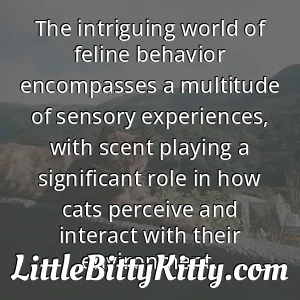 The intriguing world of feline behavior encompasses a multitude of sensory experiences, with scent playing a significant role in how cats perceive and interact with their environment.