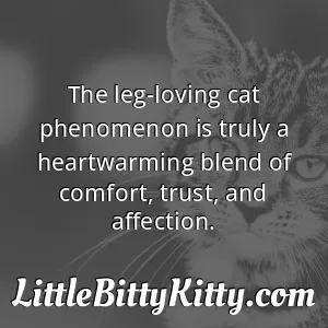 The leg-loving cat phenomenon is truly a heartwarming blend of comfort, trust, and affection.