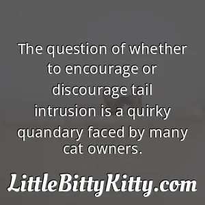 The question of whether to encourage or discourage tail intrusion is a quirky quandary faced by many cat owners.
