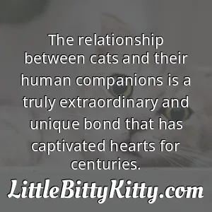 The relationship between cats and their human companions is a truly extraordinary and unique bond that has captivated hearts for centuries.