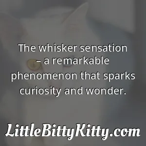 The whisker sensation – a remarkable phenomenon that sparks curiosity and wonder.