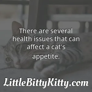There are several health issues that can affect a cat's appetite.