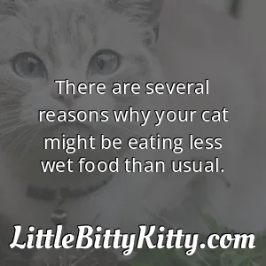 There are several reasons why your cat might be eating less wet food than usual.
