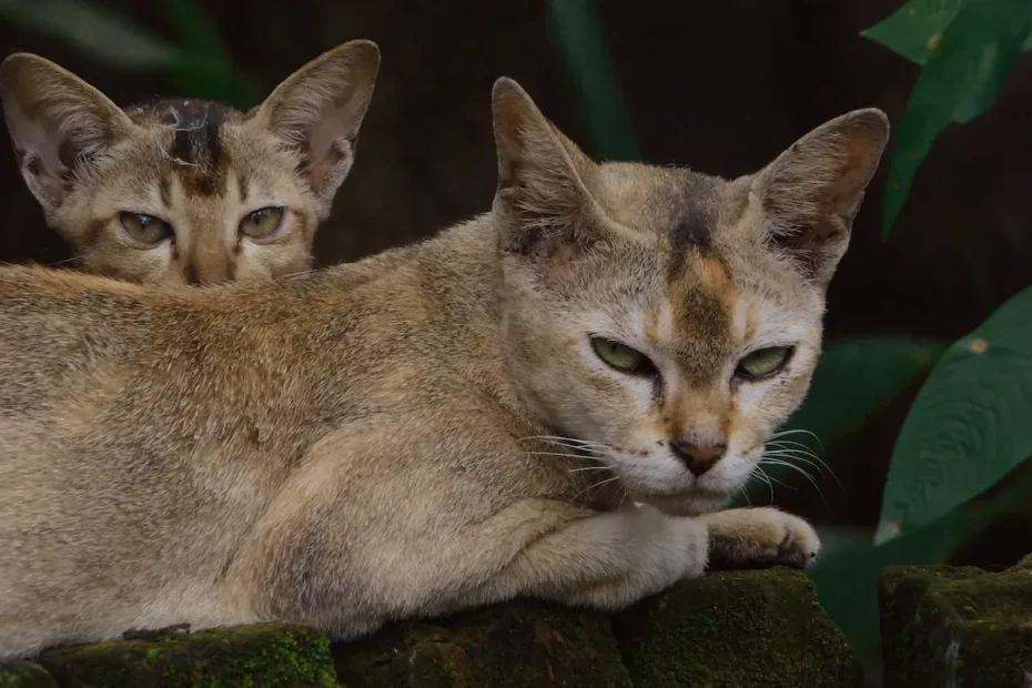 Thirst Quenchers for Cats: Beyond Water, What Can They Drink?