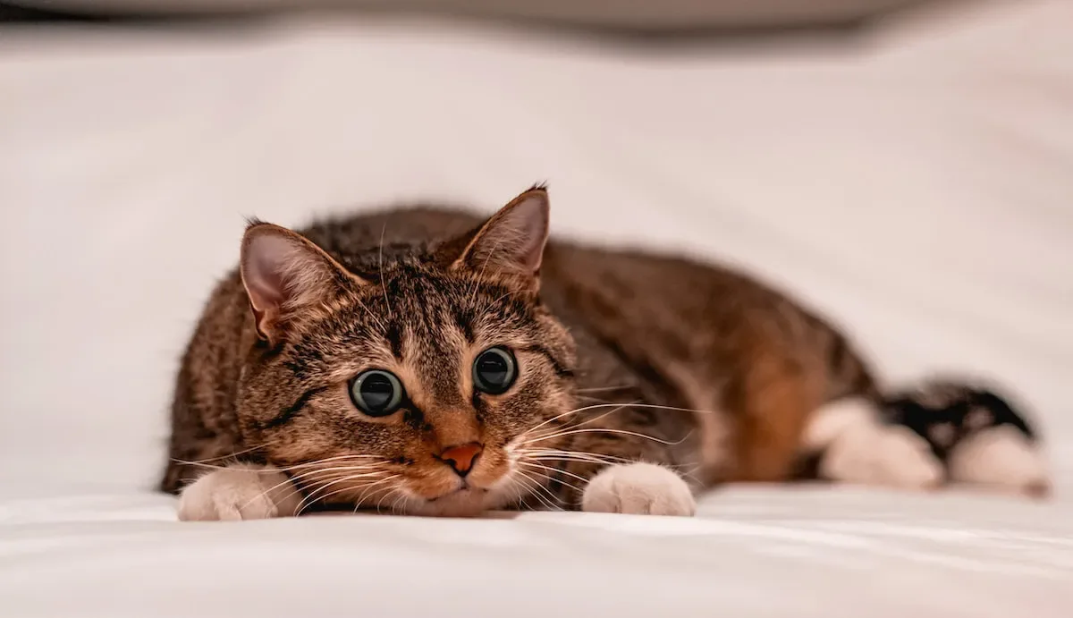 Time Flies: How Long Can Cat Dander Remain Airborne In Your Home?