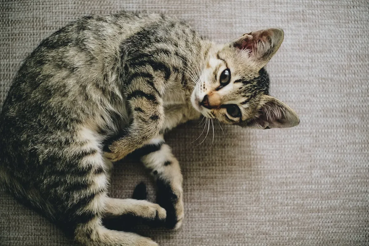 Tips For Gradually Introducing Darkness During A Kitten'S Bedtime Routine