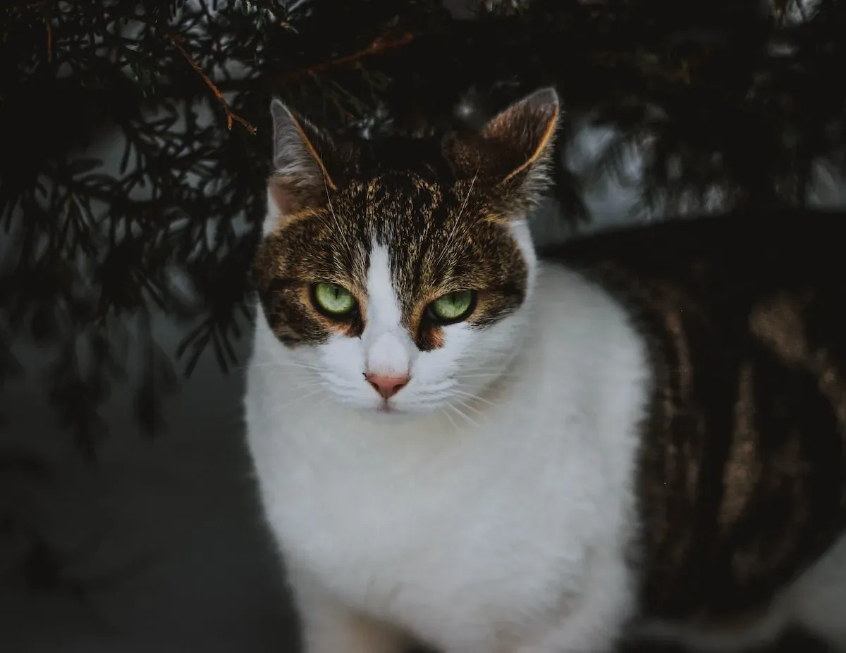 Tips For Maintaining Your Cat'S Nails Between Petsmart Grooming Sessions