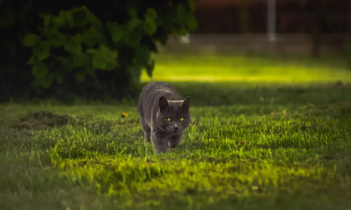 Tips For Transitioning Your Cat To Eating Cold Wet Food