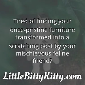 Tired of finding your once-pristine furniture transformed into a scratching post by your mischievous feline friend?