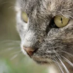 Title: Fluff or Fat? Decoding the Ideal Cat Weight: 20 Pounds and Beyond