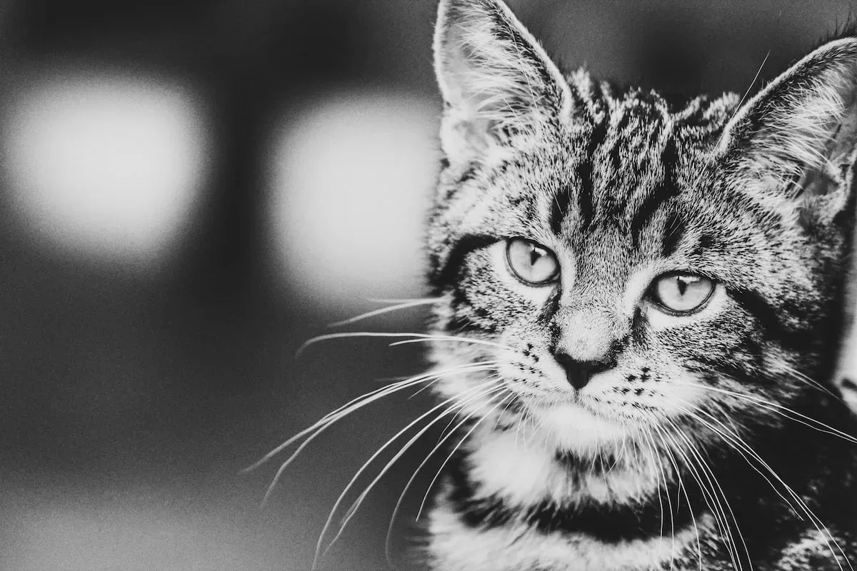 To Cheese Or Not To Cheese: Decoding The Kitty And Cottage Cheese Conundrum