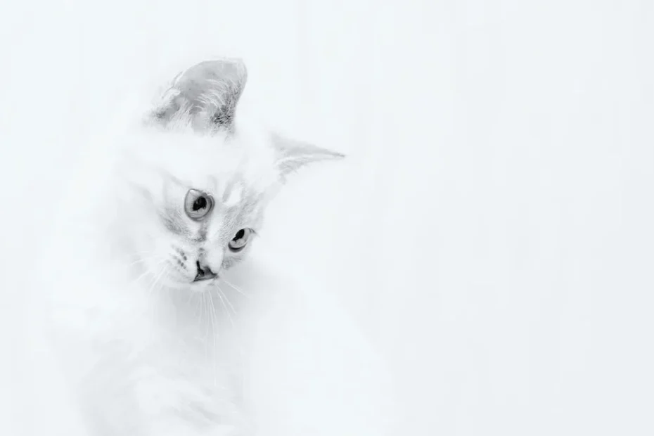 To Free-Feed or Not to Free-Feed: Cat Food Dilemma