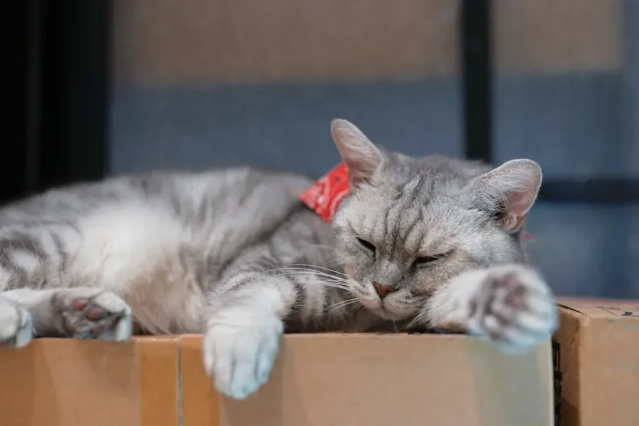 To Free-Feed or Not to Free-Feed: Cat Food Left Out All Day