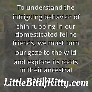 To understand the intriguing behavior of chin rubbing in our domesticated feline friends, we must turn our gaze to the wild and explore its roots in their ancestral heritage.
