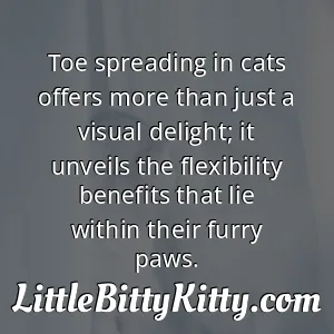 Toe spreading in cats offers more than just a visual delight; it unveils the flexibility benefits that lie within their furry paws.