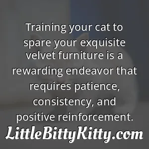 Training your cat to spare your exquisite velvet furniture is a rewarding endeavor that requires patience, consistency, and positive reinforcement.