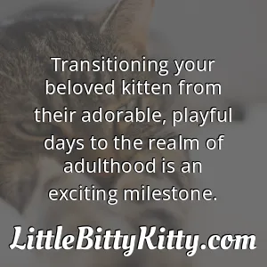 Transitioning your beloved kitten from their adorable, playful days to the realm of adulthood is an exciting milestone.