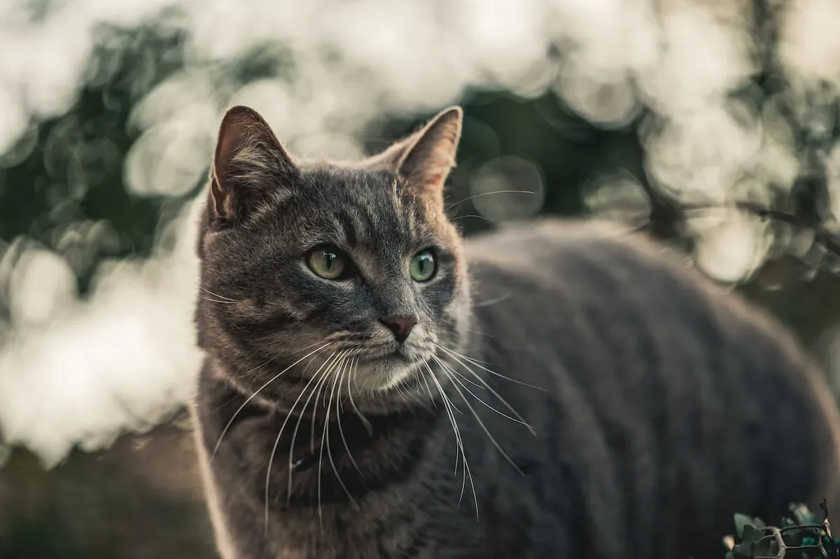 Trimming A Cat'S Whiskers: Debunking The Myths And Misconceptions