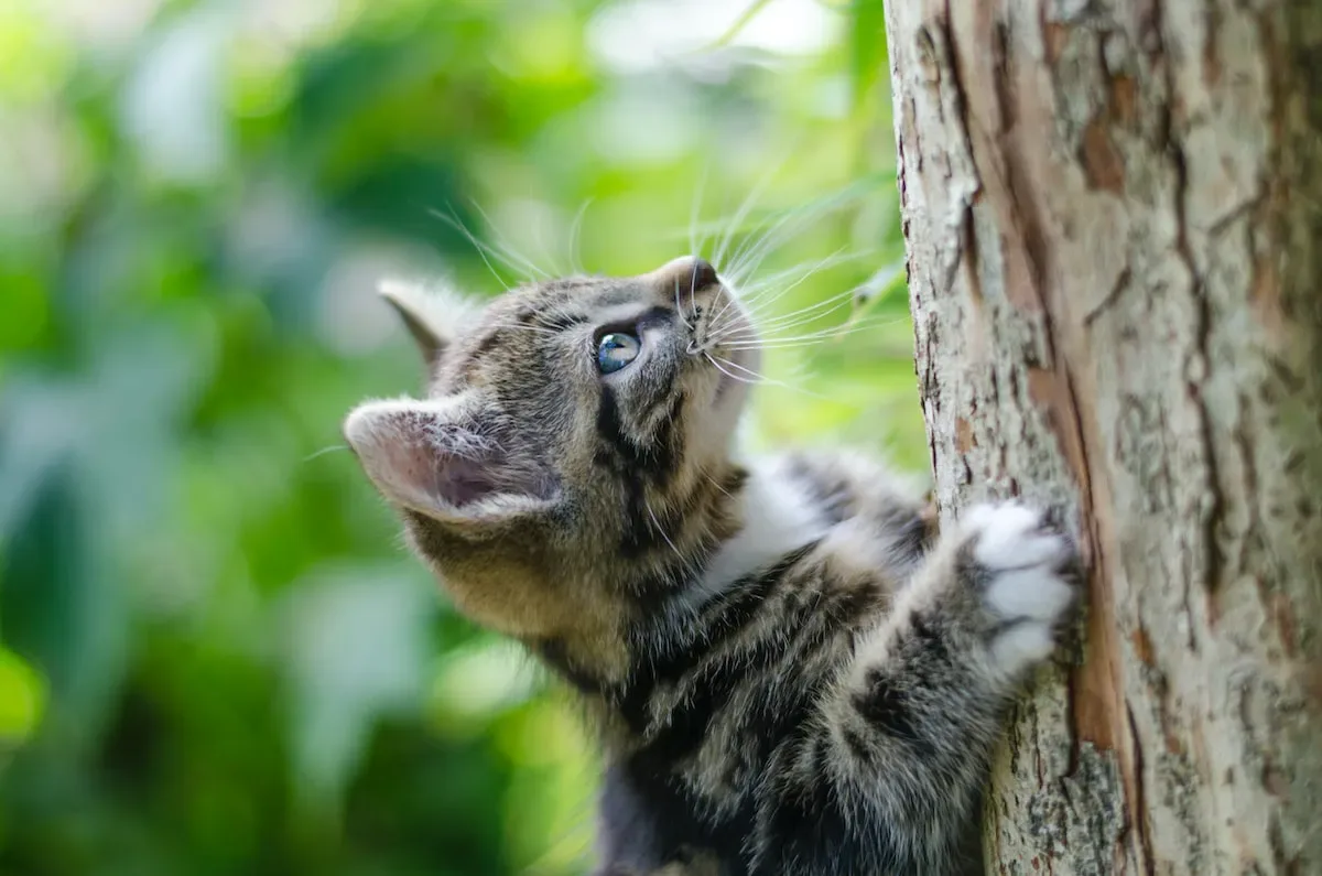 Trimming Tips For Your Playful Paws' Precious Nails