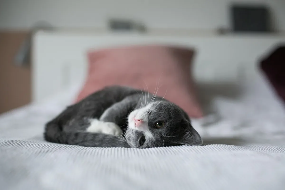 Tuna'S Effect On Urinary Ph: Unveiling The Ph Puzzle