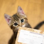 Tuna for Tabby: Decoding the Perfect Amount of Canned Tuna for Cats