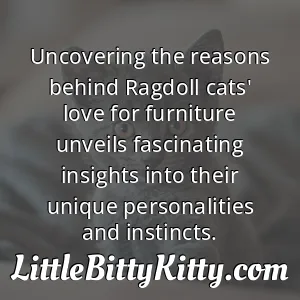 Uncovering the reasons behind Ragdoll cats' love for furniture unveils fascinating insights into their unique personalities and instincts.