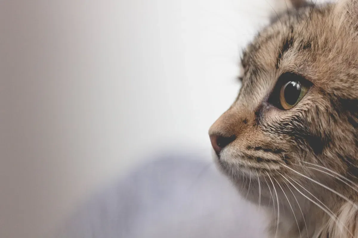 Understanding Feline Crystals: Causes And Symptoms