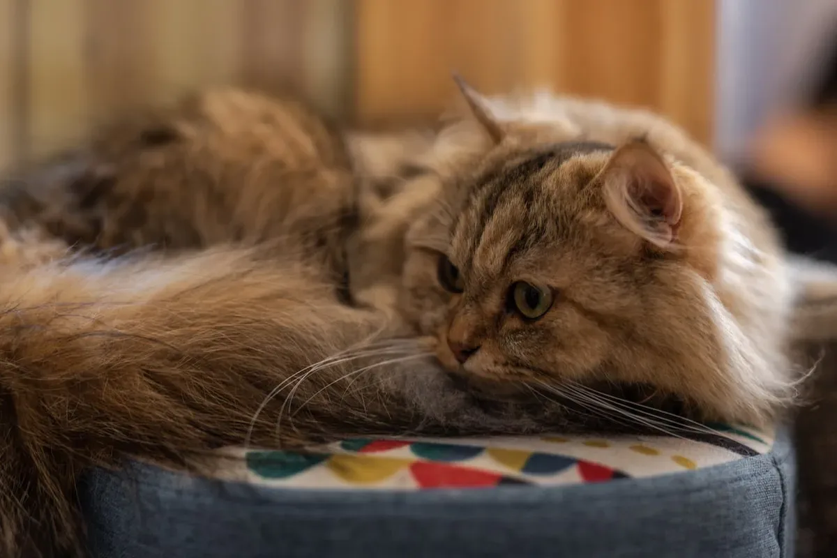 Understanding Male Cat Behavior During Breeding Season