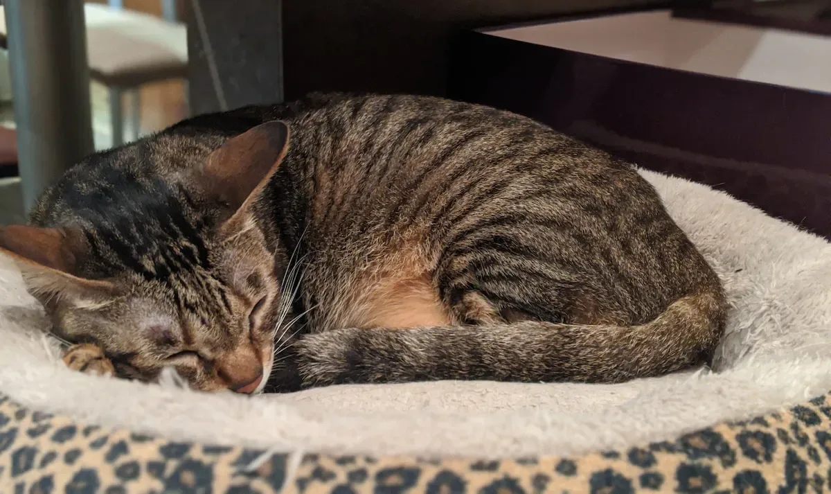 Understanding The Allure: How Catnip Affects A Cat'S Brain