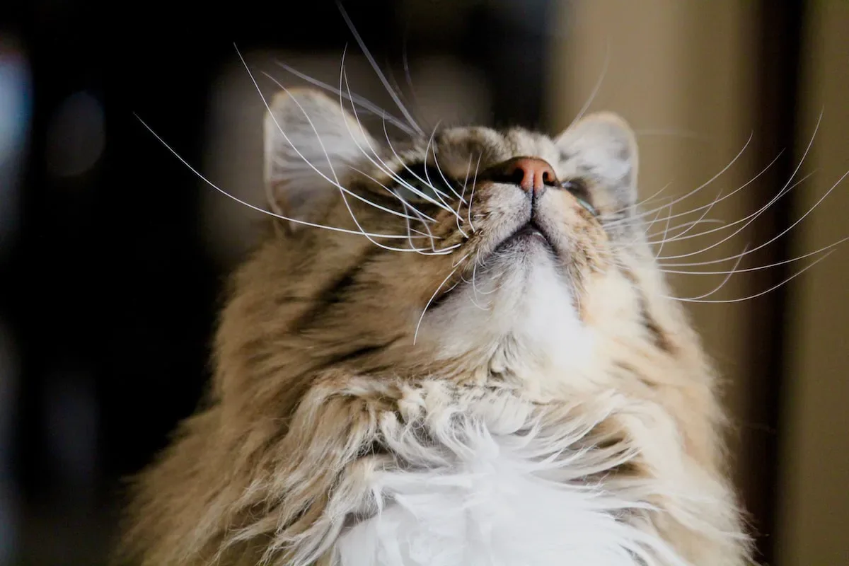Understanding The Feline Language: Why Do Cats Respond When You Talk To Them?