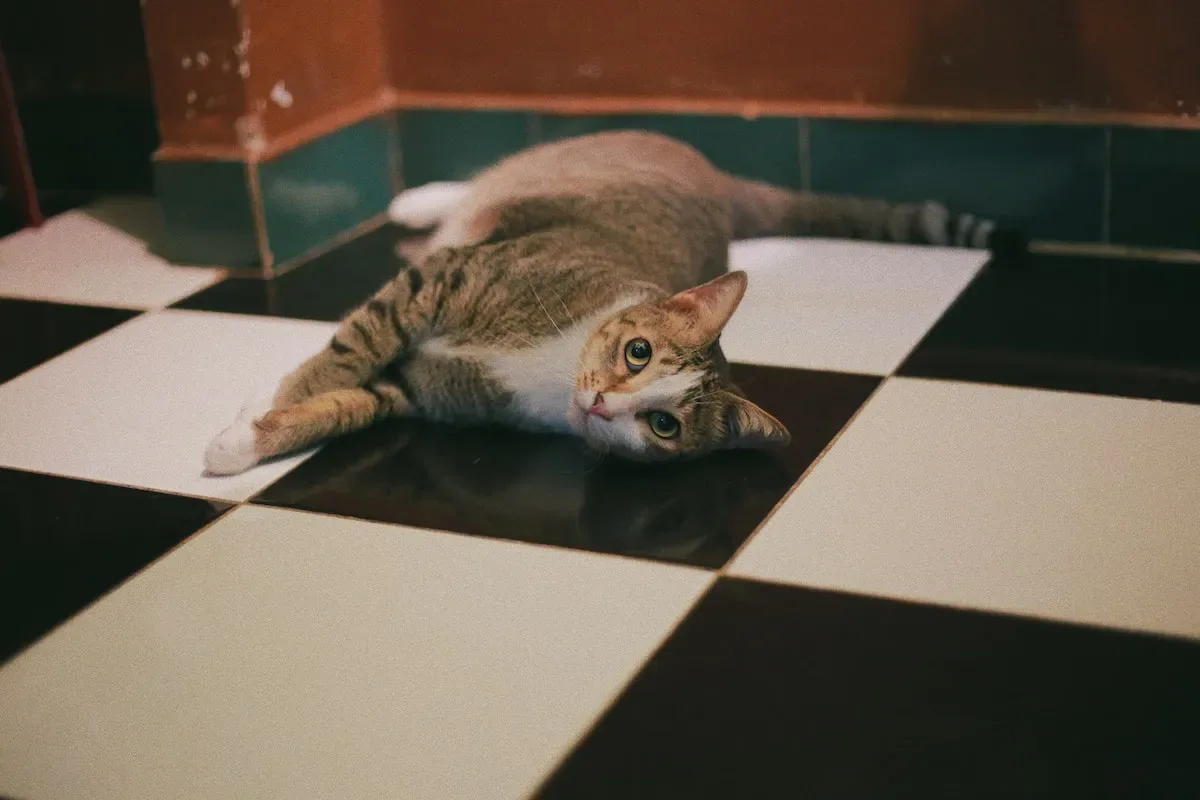 Understanding The Potential Benefits And Risks Of Mixing Urinary Cat Food And Regular Food
