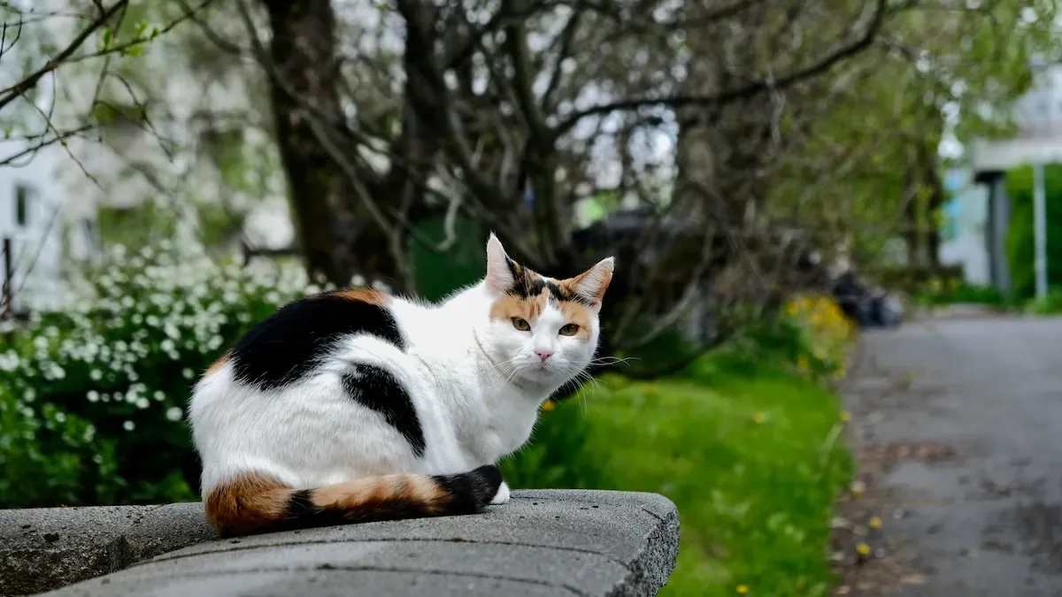 Understanding Your Cat'S Nutritional Needs