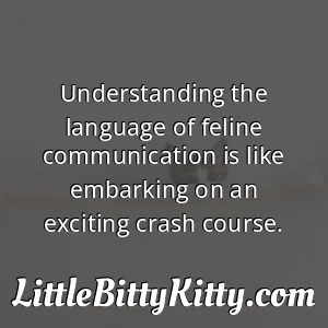 Understanding the language of feline communication is like embarking on an exciting crash course.