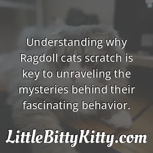 Understanding why Ragdoll cats scratch is key to unraveling the mysteries behind their fascinating behavior.